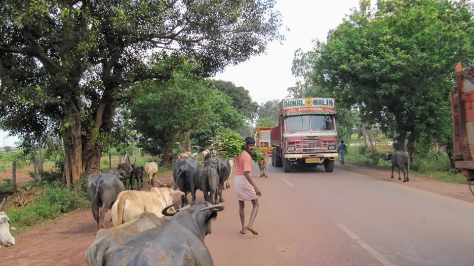 Ländliche Straße in Indien mit Kühen und Lastwagen