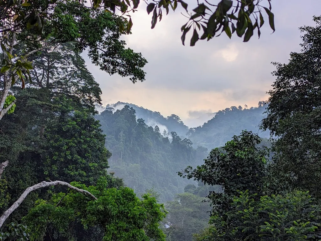 Indonesien - Dichter Regenwald im nebligen Tal