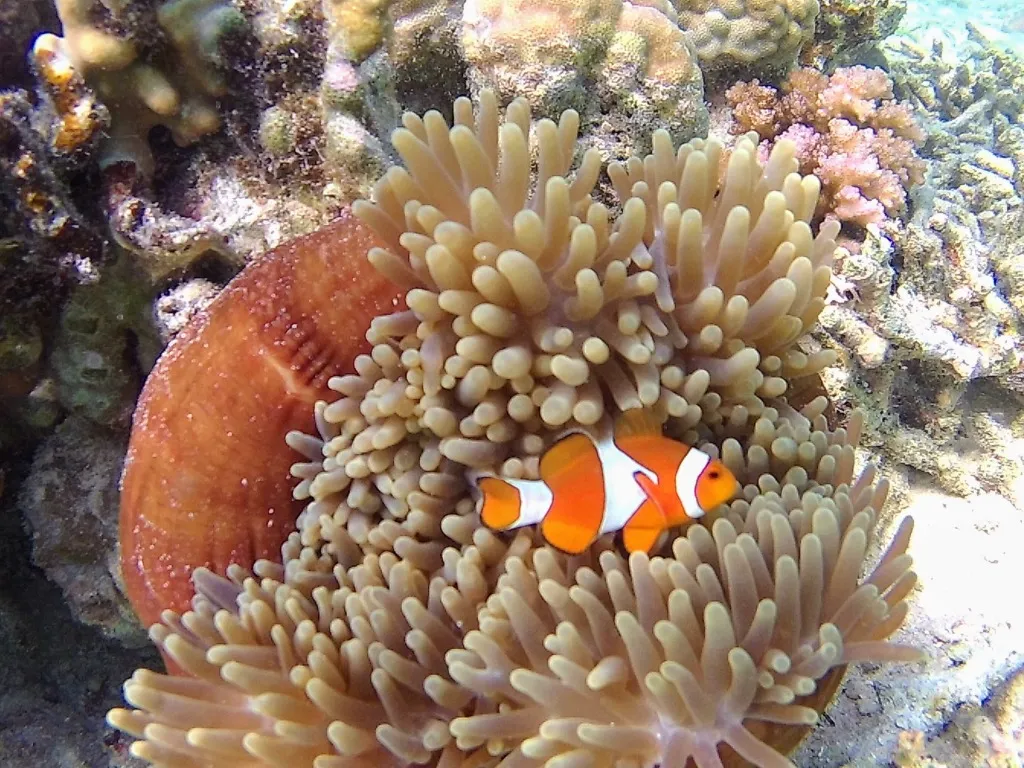 Indonesien - Clownfisch (Nemo) in einer Seeanemone unter Wasser