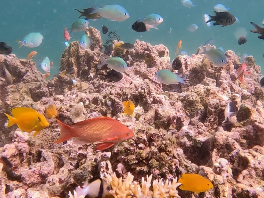 Indonesien - Farbenfrohes und artenreiches Korallenriff unter Wasser