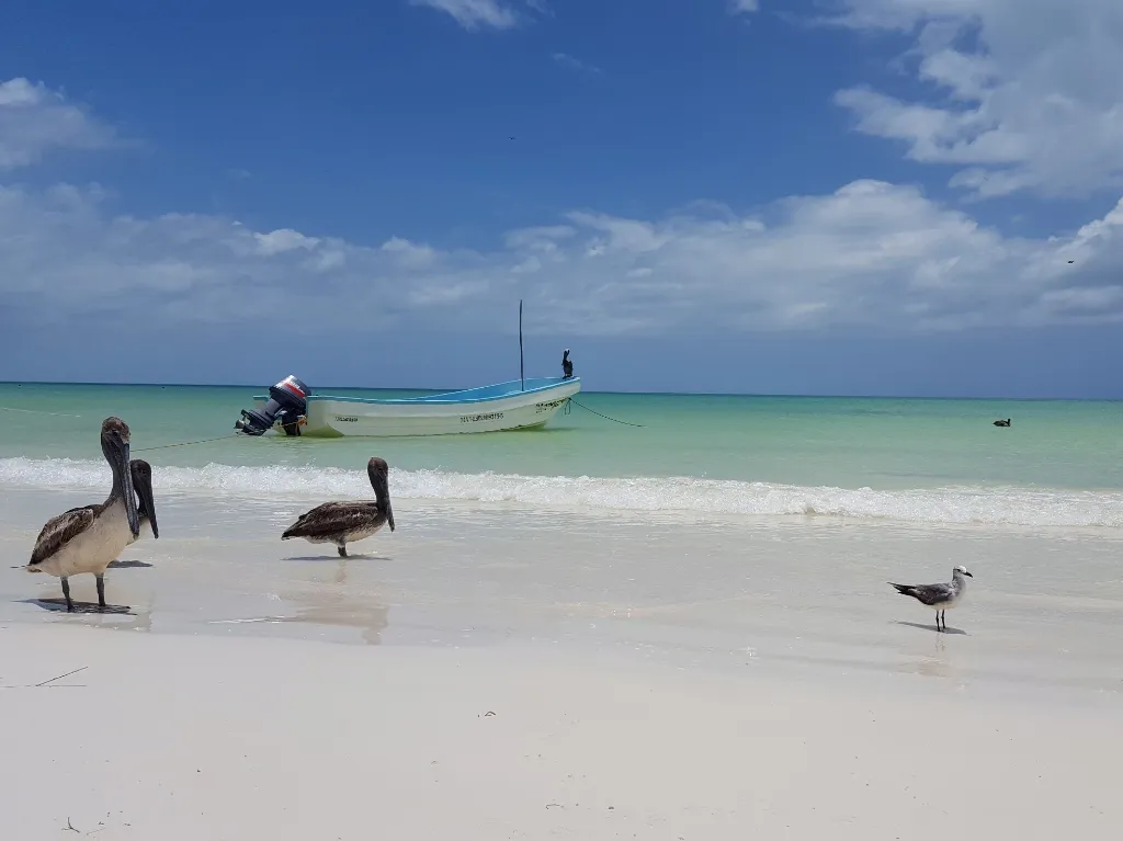 Mexiko - Pelikane am weißen Sandstrand von Holbox