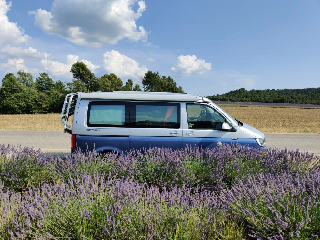 Cali im Lavendelfeld