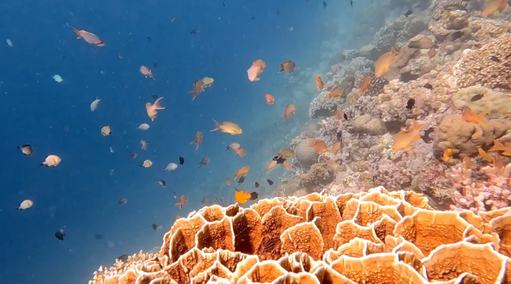 Unterwasser-Abenteuer / Underwater Adventures